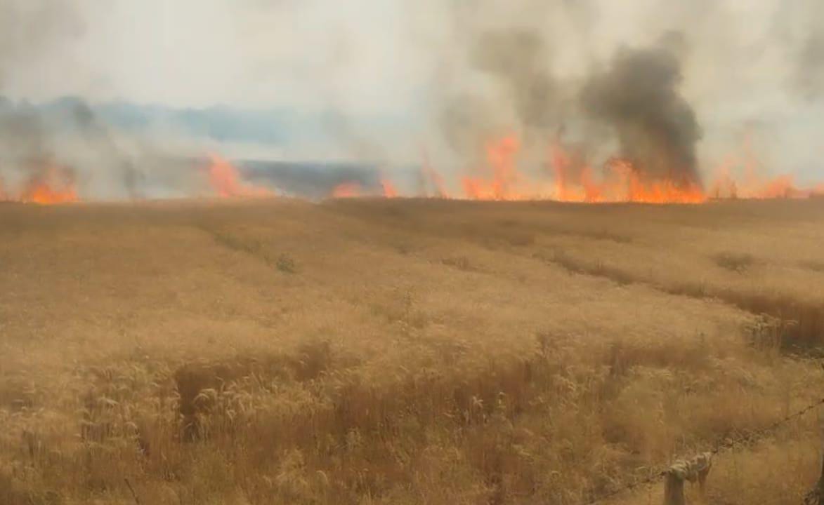 11 केवी की लाइन टूटने से खेतों में लगी आग     7 एकड़ गेहूं की फसल जलकर हुई खाक posted by Ghanshyam Mahilya from Khandwa