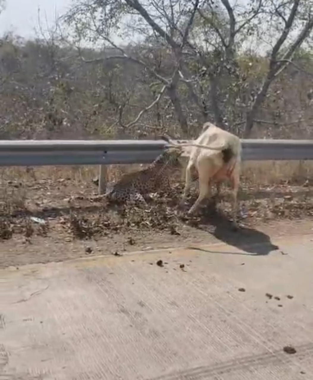 नर्मदानगर–सतवास–भोपाल मार्ग पर तेंदुए का हमला, गाय को बनाया शिकार posted by Ghanshyam Mahilya from Khandwa