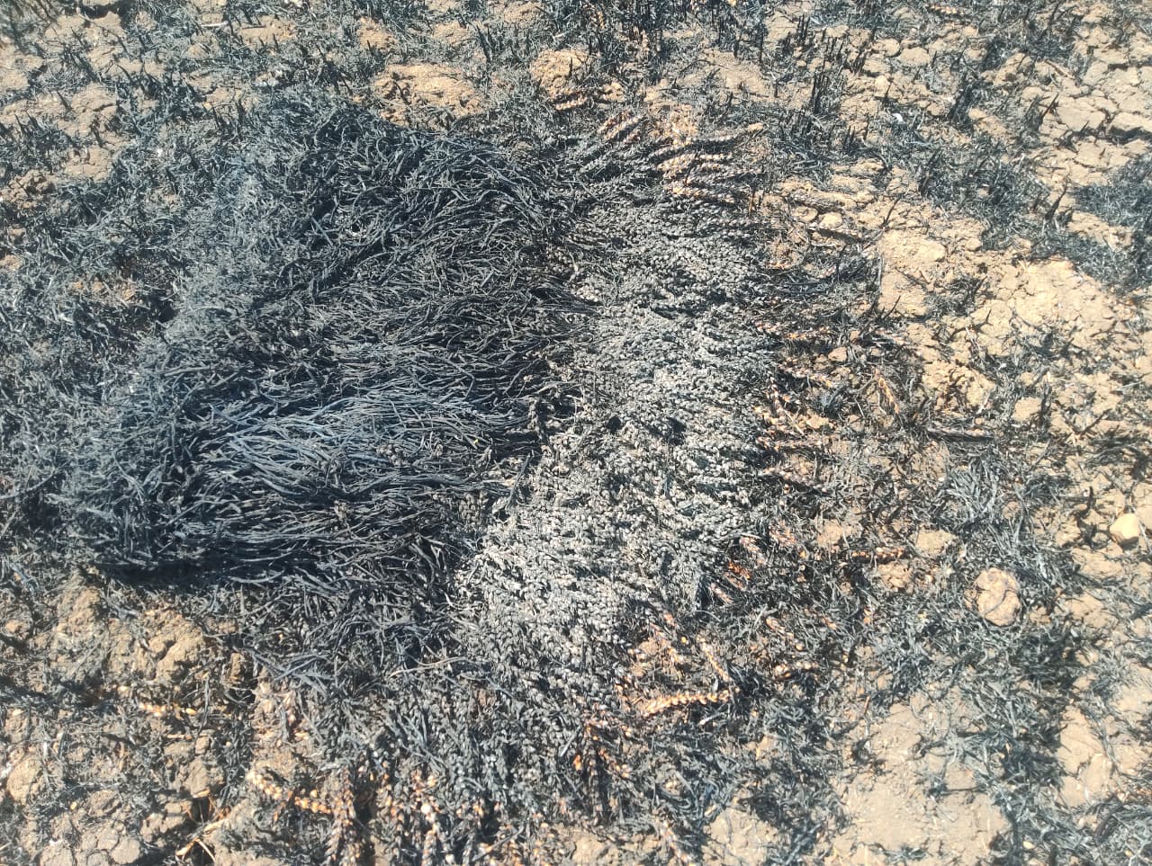 Additional News Image