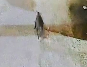 Additional News Image