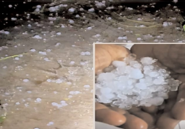 बड़वानी में तेज वर्षा के साथ गिरे अंगूर दाने के बराबर ओले, तैयार गेहूं-चना फसल को नुकसान बेमौसम बारिश की मार। posted by Lokesh Davde