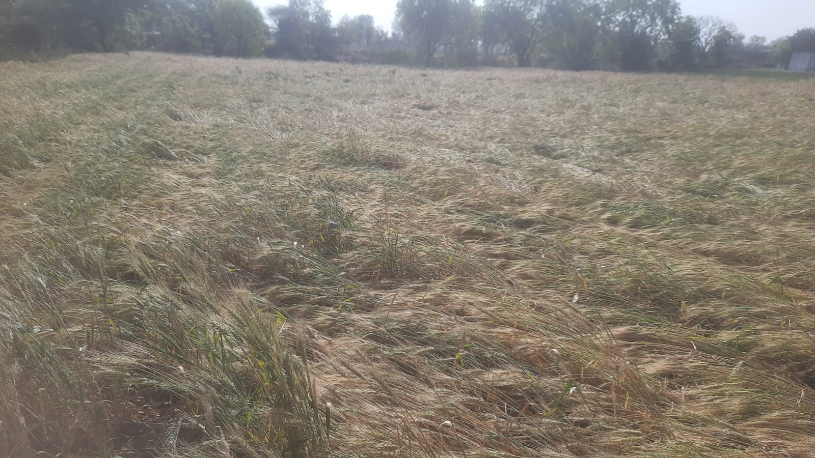 Additional News Image