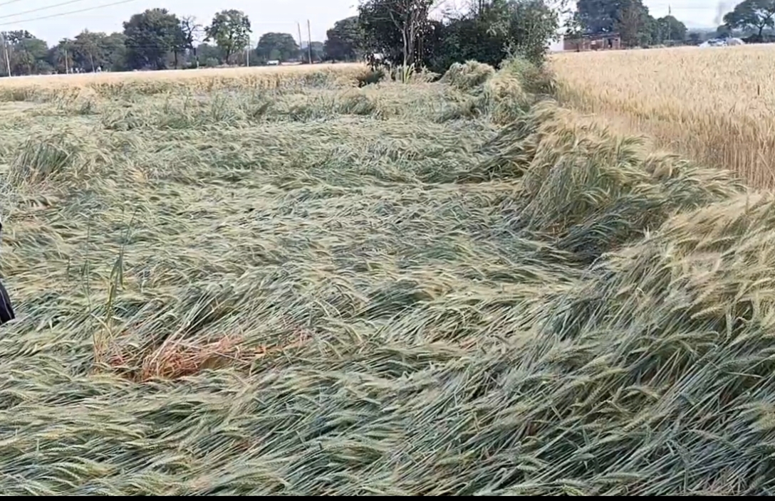 तेज बारिश ने बढ़ाई किसानों की चिंता, सैकड़ों एकड़ फसल बर्बाद posted by Mohammad Asif Langha from Amla