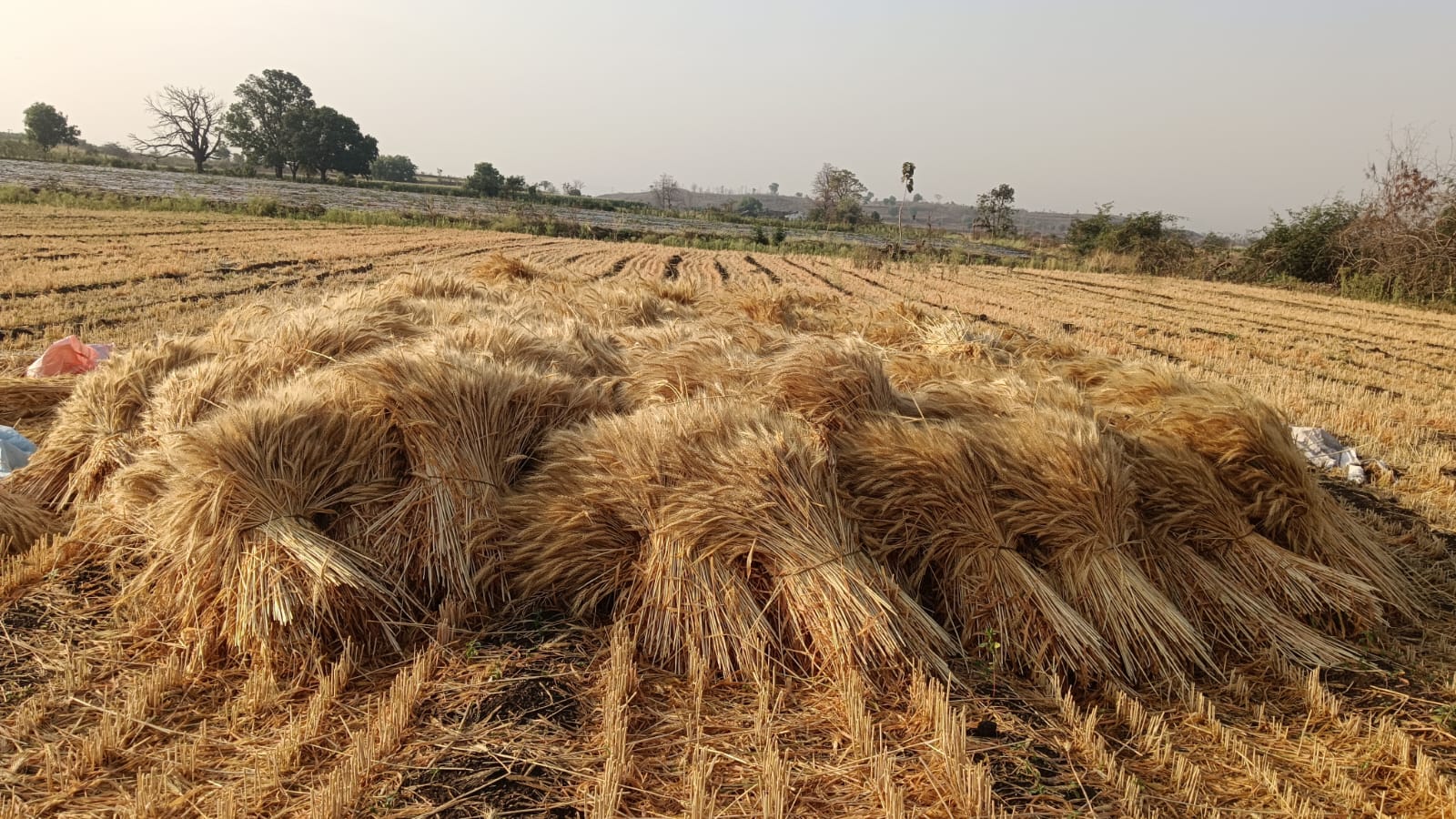 बे मौसम बारिश से किसानों चिंता बड़ी  गेहूं की फसलें खराब होने की आसार posted by Nagin Mhajan