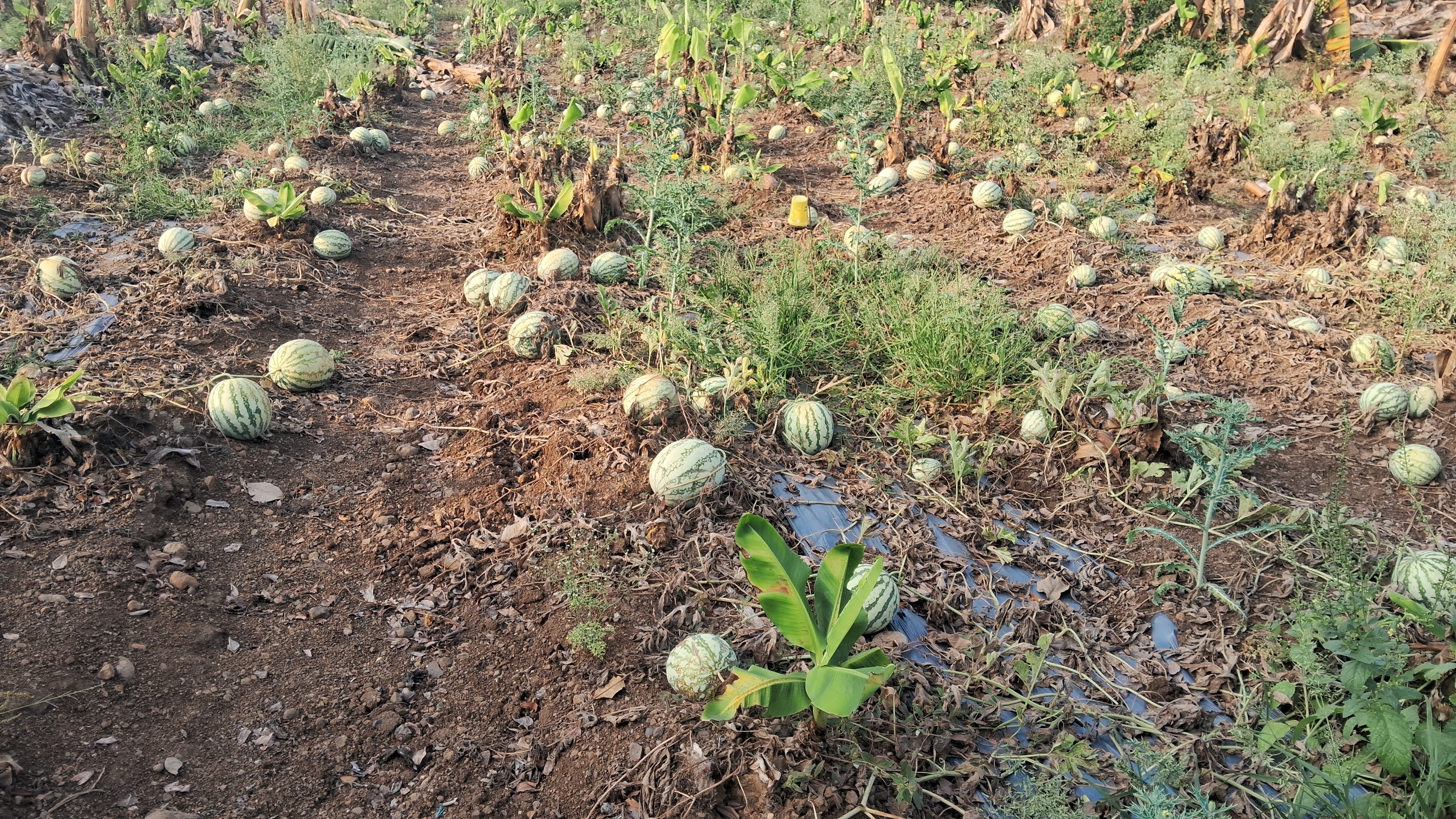 Additional News Image