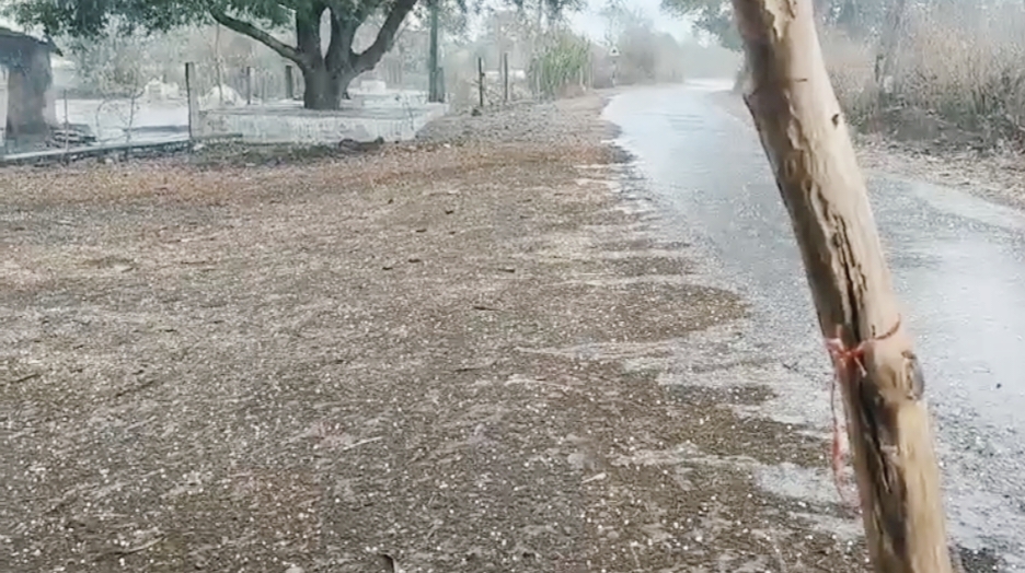 केसली में आफत की बारिश के साथ गिरे ओले, बर्बादी की आशंका से किसान परेशान posted by Manish Kumar Chaubey from Sagar