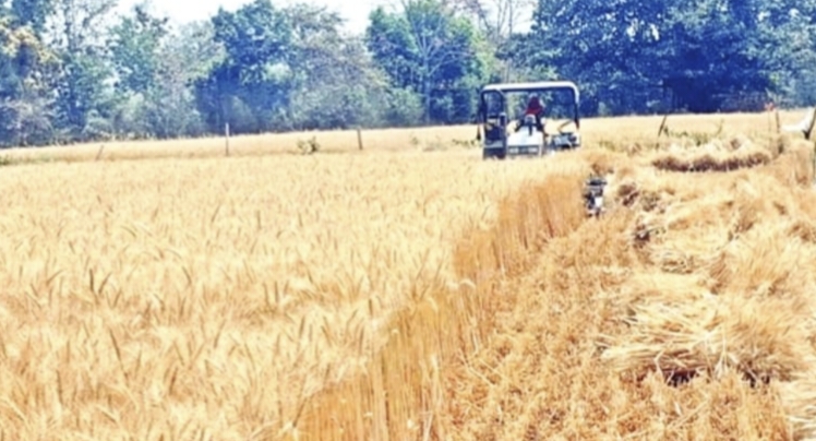 बेमौसम बारिश की मार: गौरझामर क्षेत्र के किसानों के माथे पर चिंता की लकीरें, कटी फसलों पर संकट