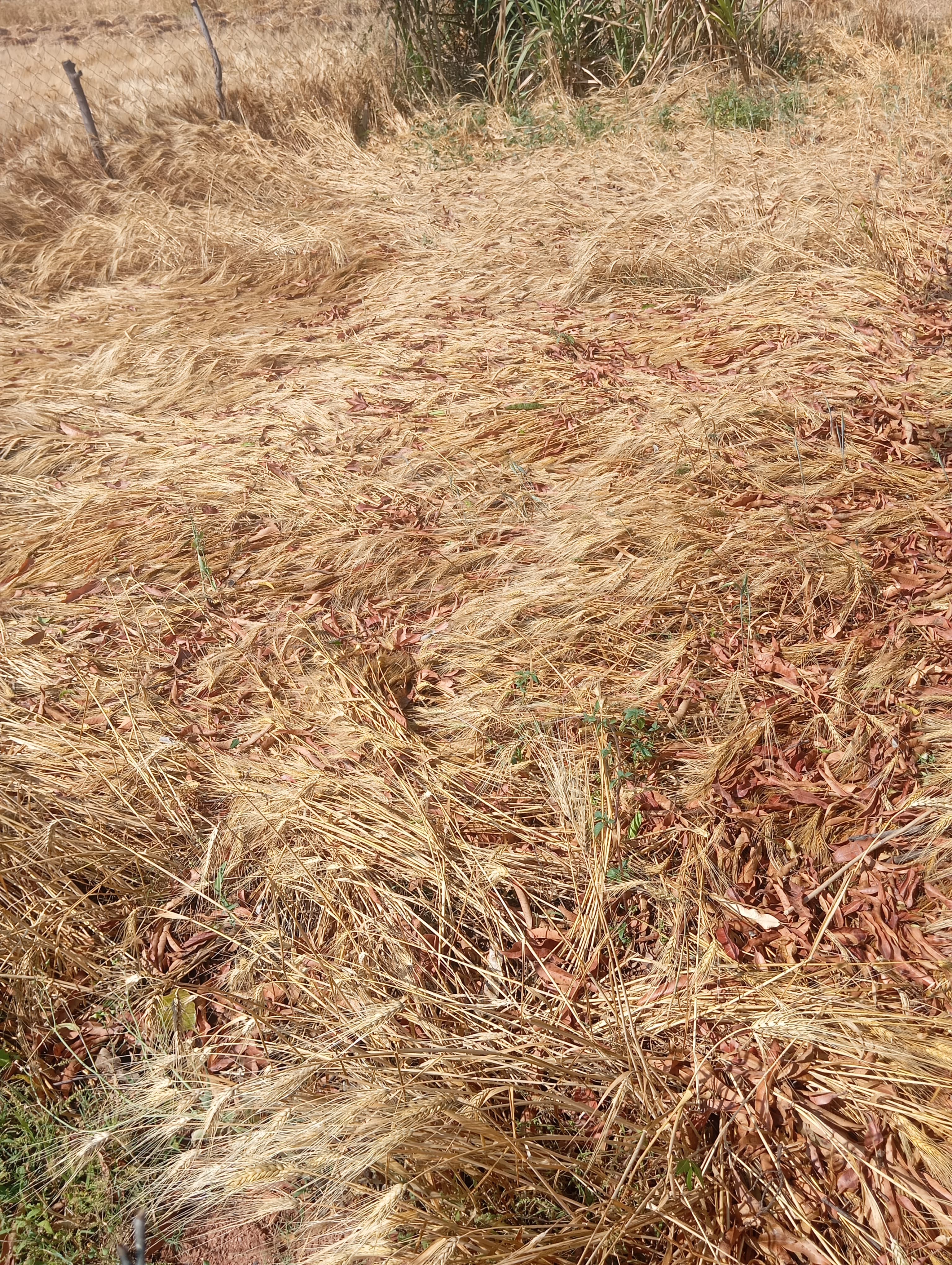 Additional News Image