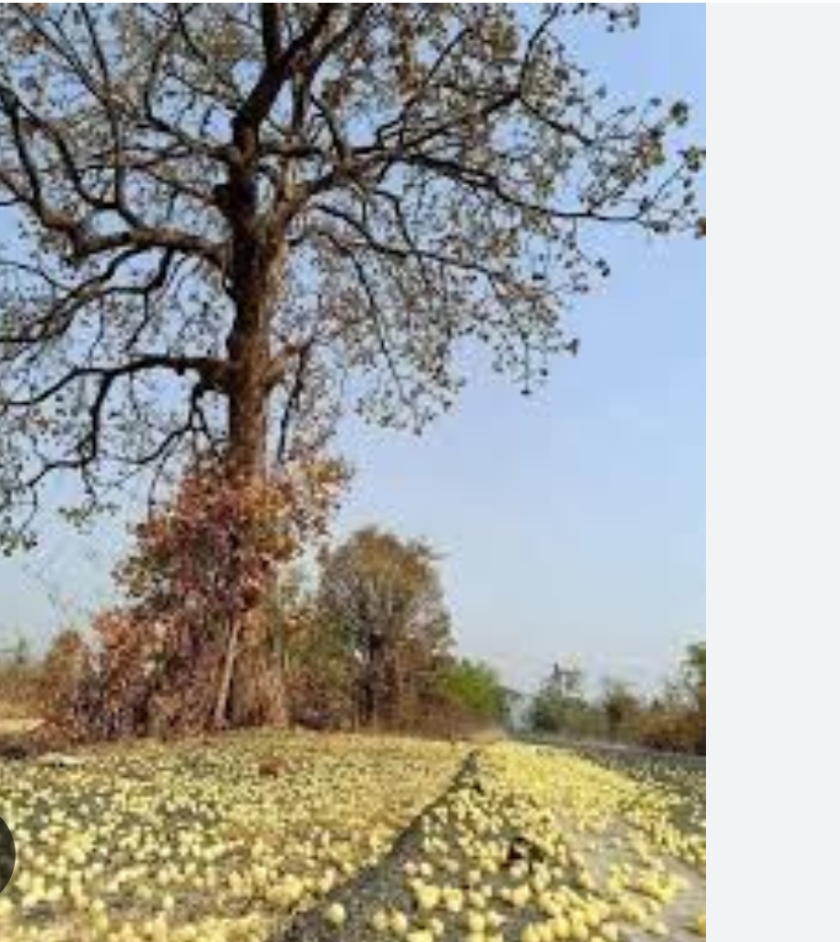 मौसम की मार से महुआ उत्पादन आधे से भी कम, बढ़ सकती है कीमतें