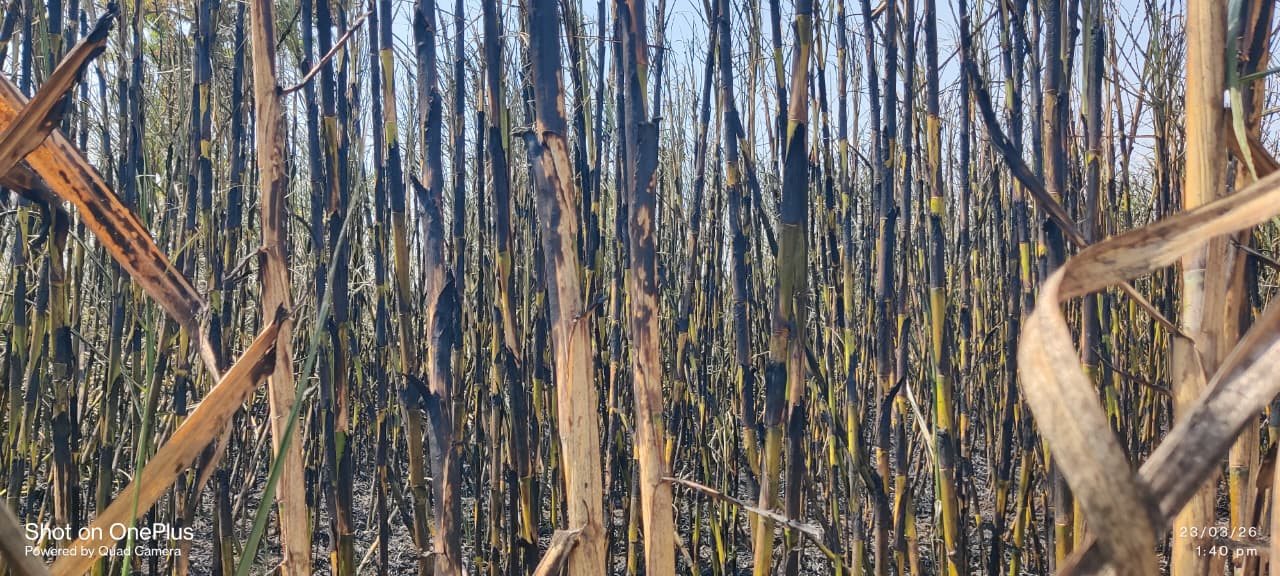 Additional News Image