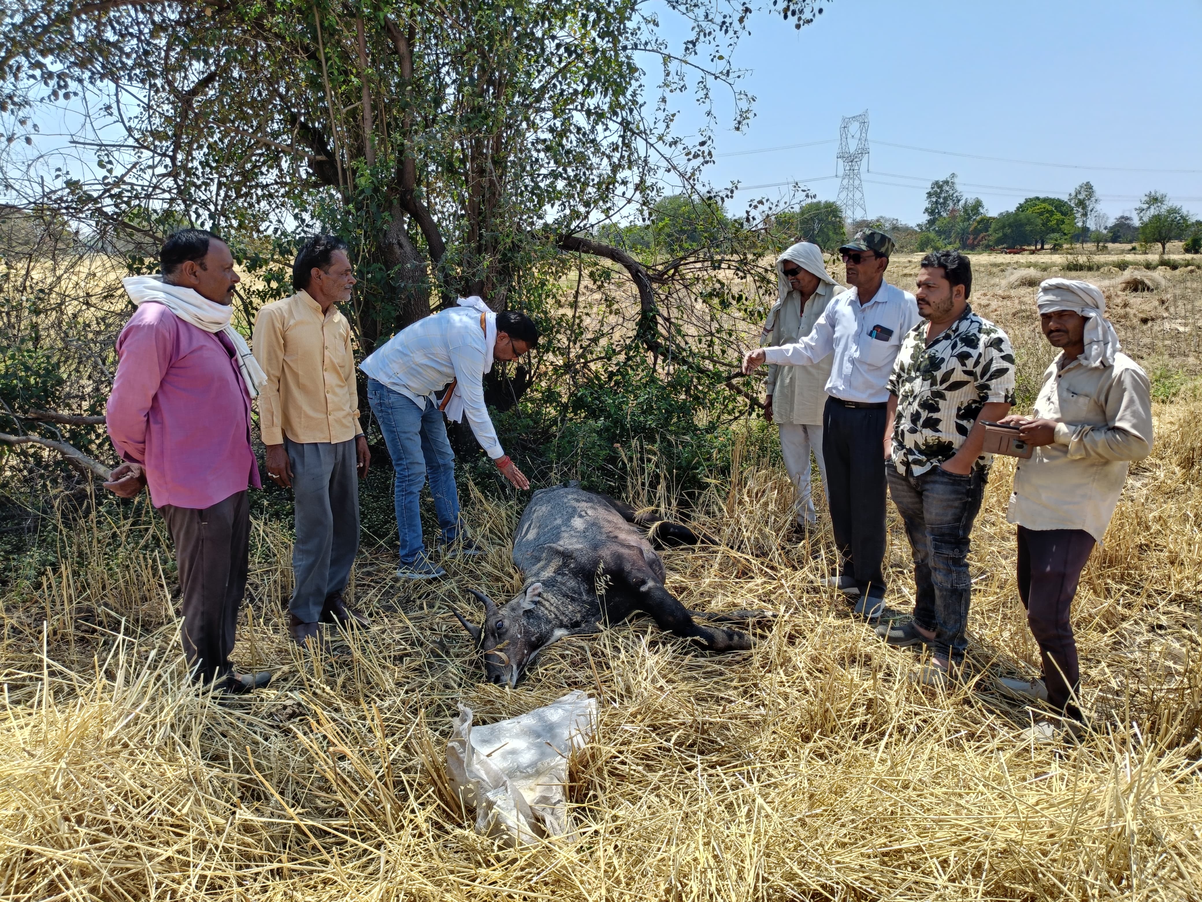 खिमलासा नीलगाय और घरेलू गाय के बछड़े का खुलासा  posted by Pratipal Rajput from Sagar