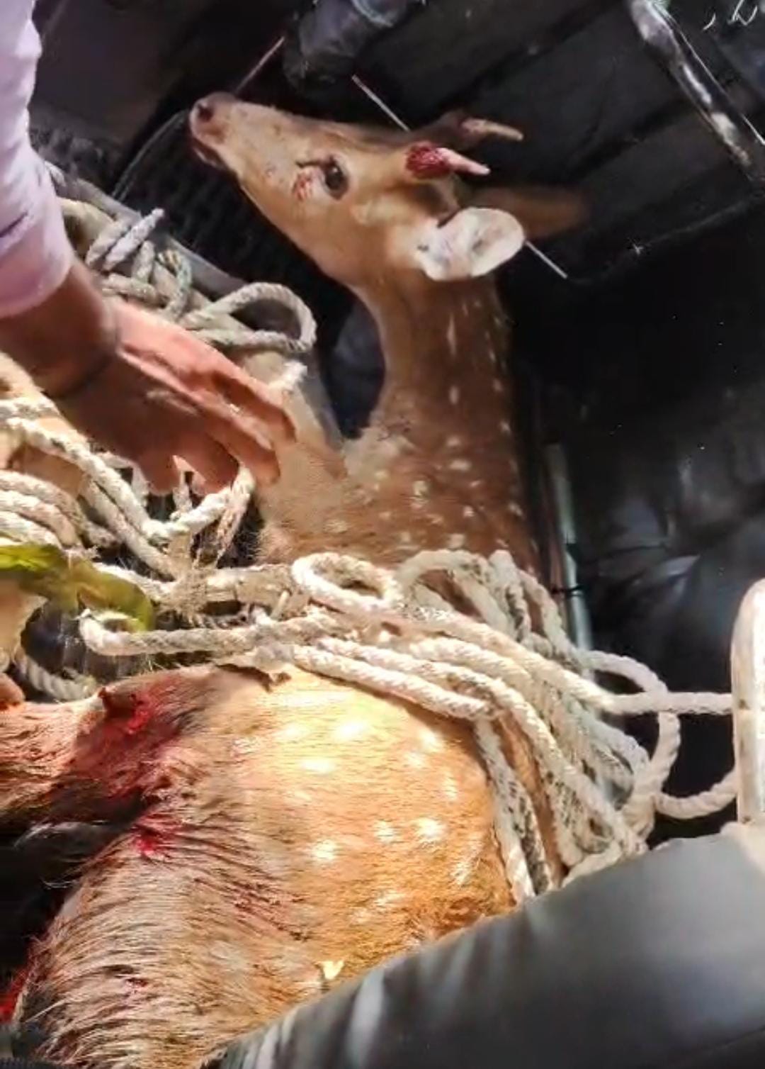 हिरण का शिकार होते बचा  posted by Pratipal Rajput from Sagar