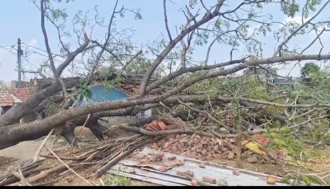 बाल-बाल बची जान घर पर गिरा विशाल पेड़, बड़ा हादसा टला posted by Mohammad Afsar  from Multai