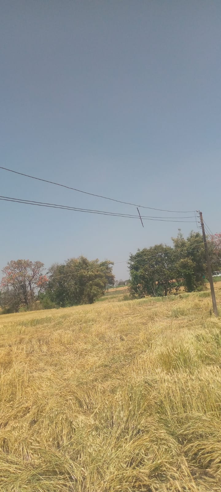 पीडब्ल्यूडी की लापरवाही से बढ़ा हादसों का खतरा, महोली में ढीले तार से लगी आग में किसान की फसल जली posted by Mohammad Asif Langha from Amla