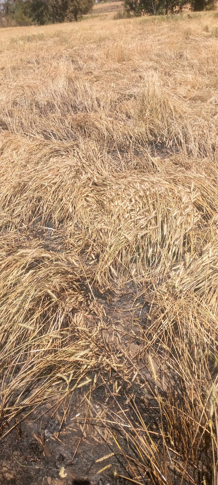 Additional News Image