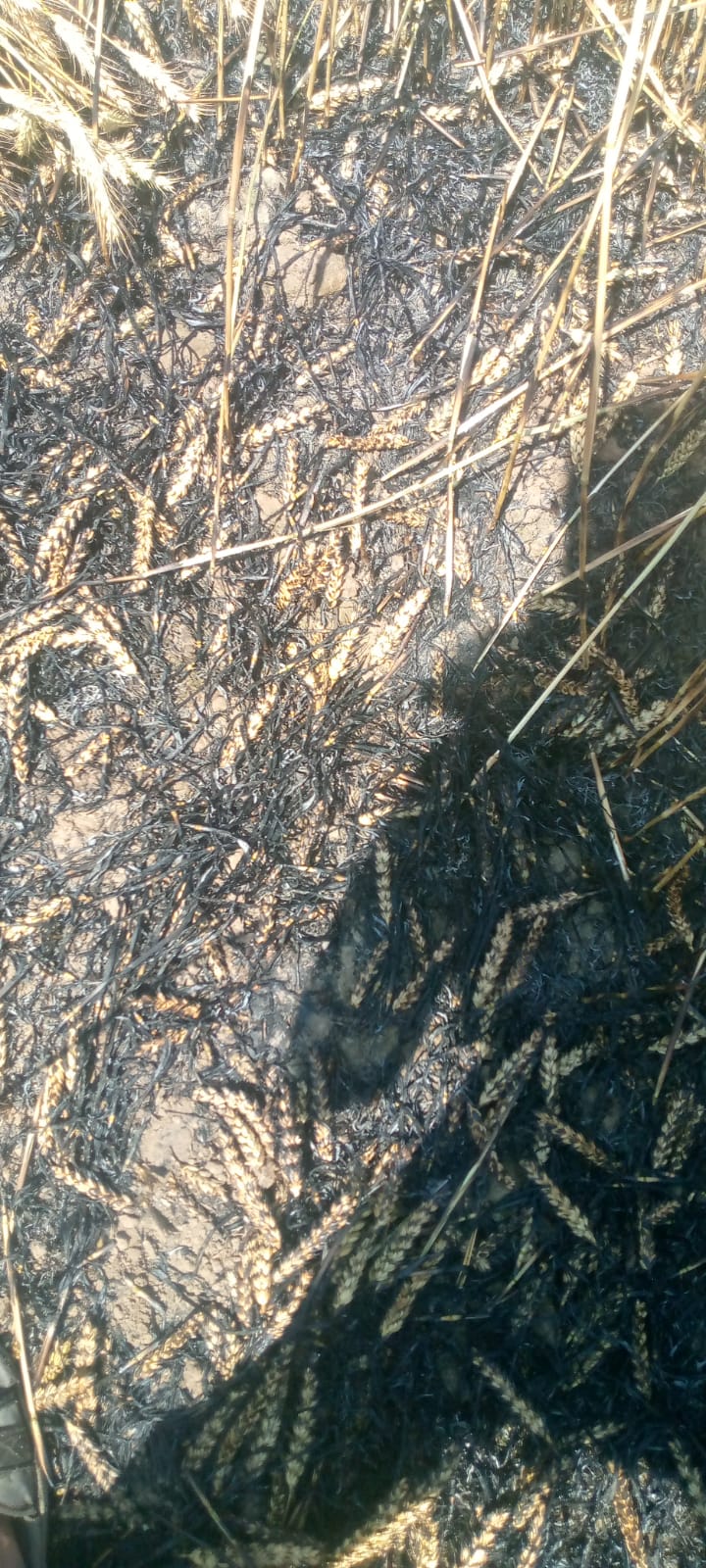 Additional News Image