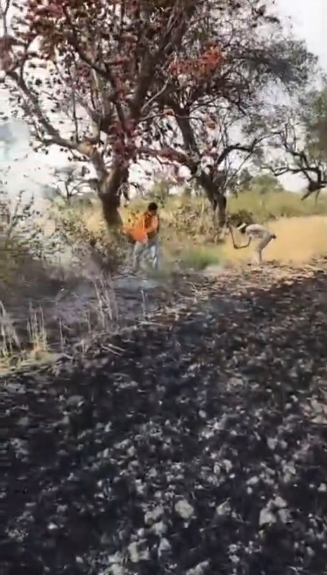 किसान के खेत में लगी आग,मंत्री दिलीप अहिरवार बिना देरी किये खुद आग बुझाने दौड़े, उनकी तत्परता से आग पर पाया गया काबू   posted by Amit Kumar Awasthi