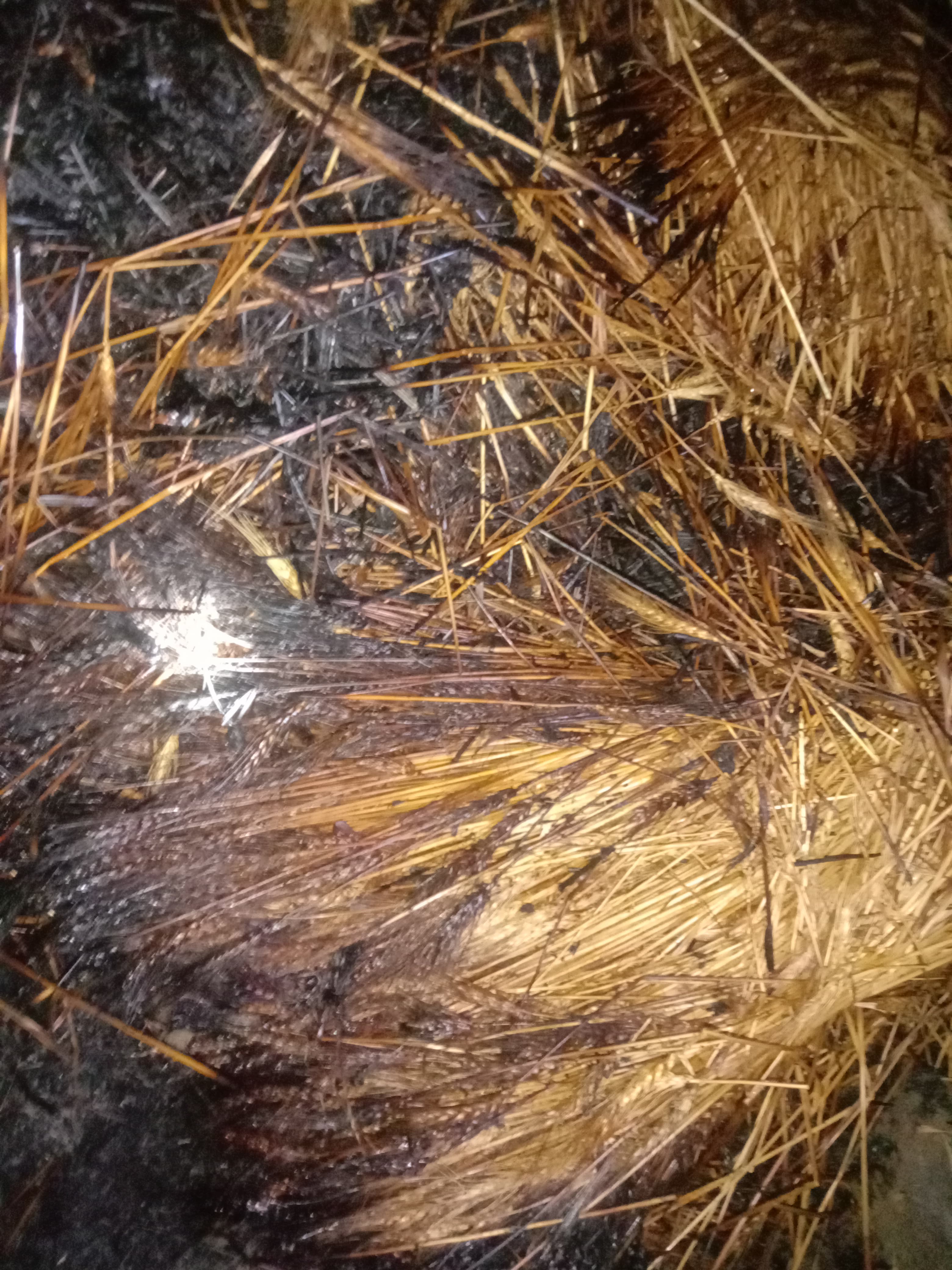 Additional News Image