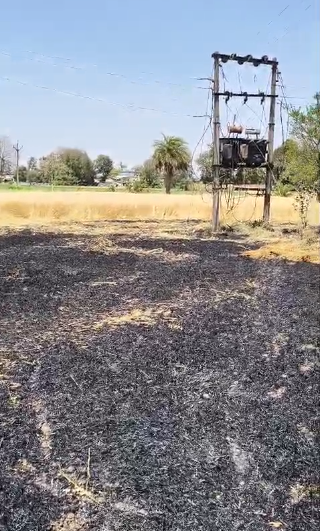 *बिजली विभाग की लापरवाही से लाखों का गेहूं जलकर राख* posted by Mohammad Asif Langha from Amla