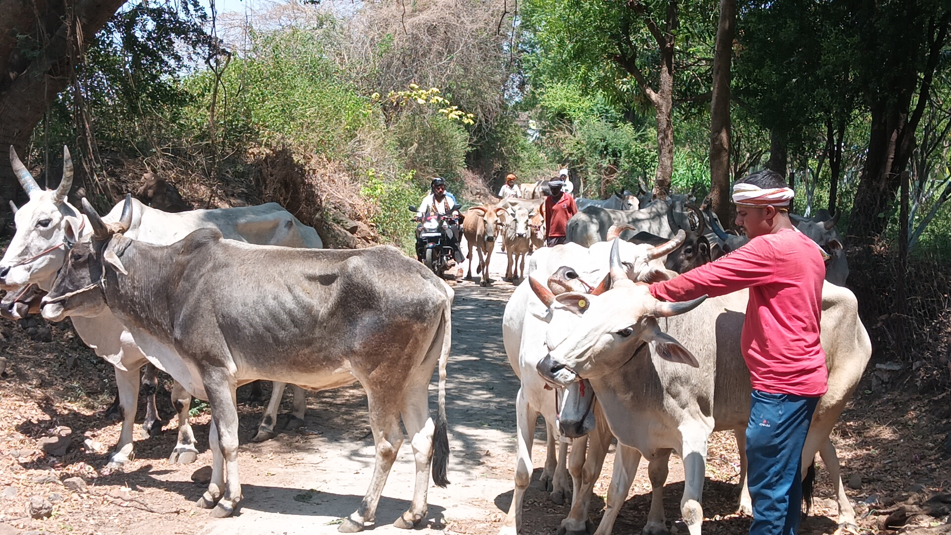 मोहगांव बैल बाजार बना गोवंश तस्करी का अड्डा posted by Umesh Kisna Dongare  from Pandhurna