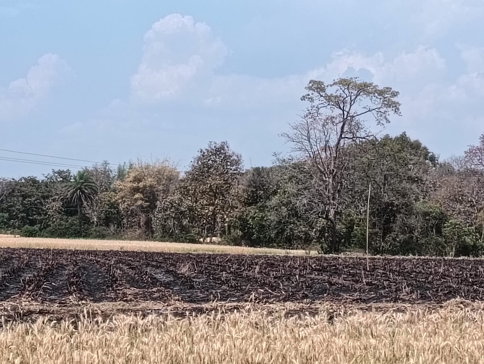 नरवाई जलाना पड़ा भारी, तीन किसानों पर प्रशासन की सख्त कार्रवाई posted by Mohammad Asif Langha from Amla