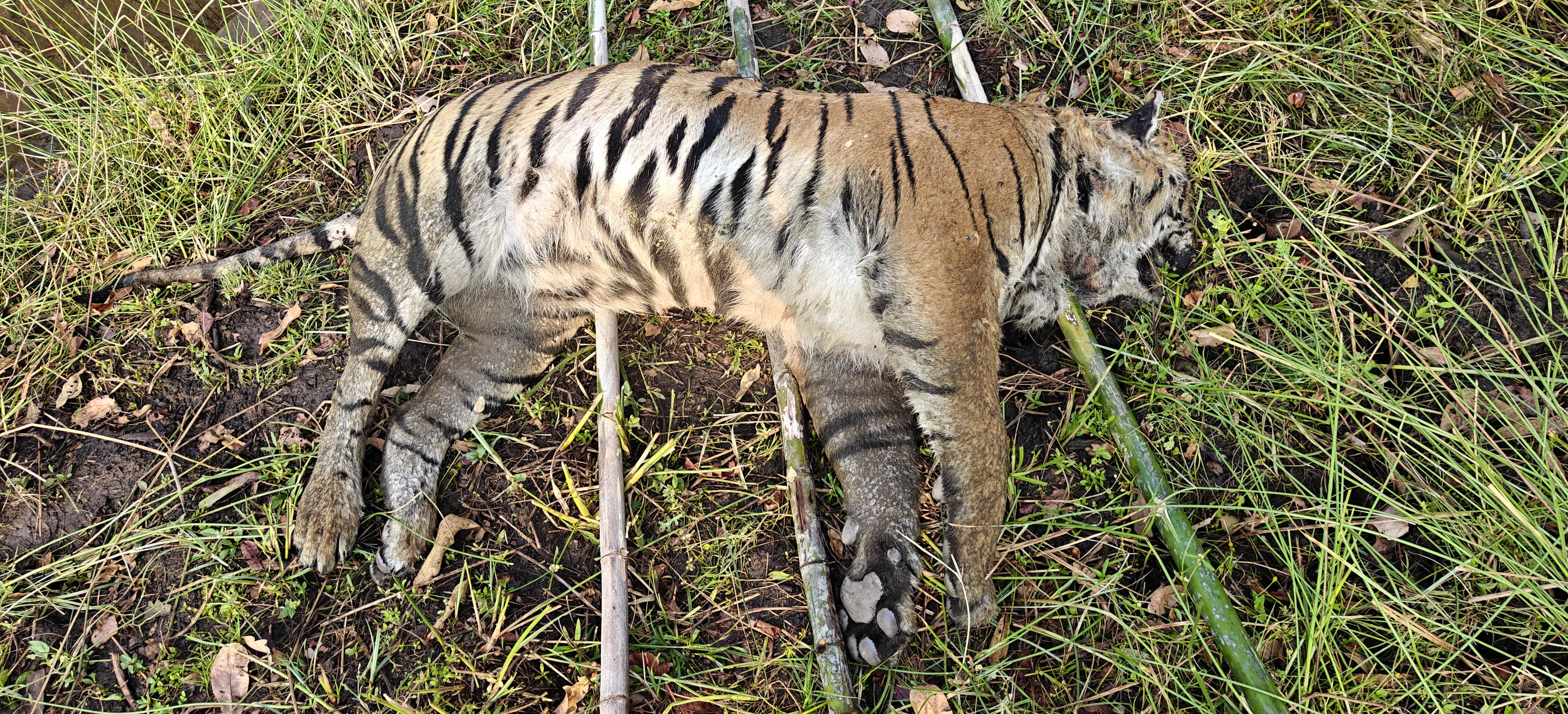 खकनार वन परिक्षेत्र में मादा बाघ शावक की मौत से वन विभाग में हड़कंप posted by Nagin Mhajan