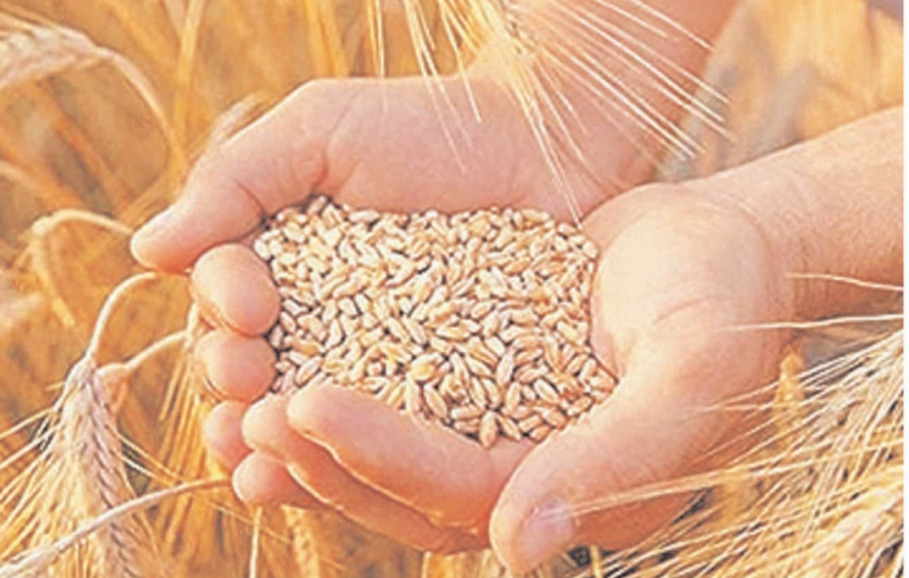 गेहूं खरीदी में देरी के विरोध में किसान संघ का धरना आज 10 अप्रैल से शुरु होना हैं गेहूं खरीदी, तीन वर्ष बाद किसानों का पंजीयन 4 हजार पार posted by Lokesh Davde