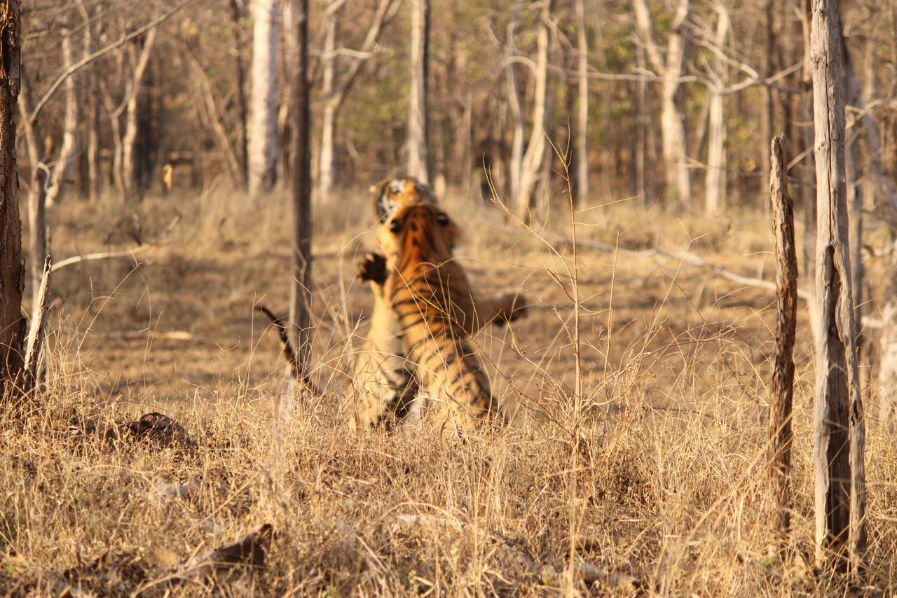 नर्मदापुरम के सतपुड़ा टाइगर रिजर्व में दिखा दुर्लभ वन्यजीवन का रोमांचक दृश्य posted by Durgesh Bhatt from Hoshangabad