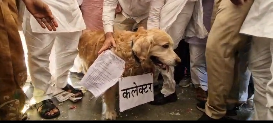 सीहोर में उमंग सिंघार का अनोखा विरोध प्रदर्शन posted by Vijay Singh Malviya  from Sehore