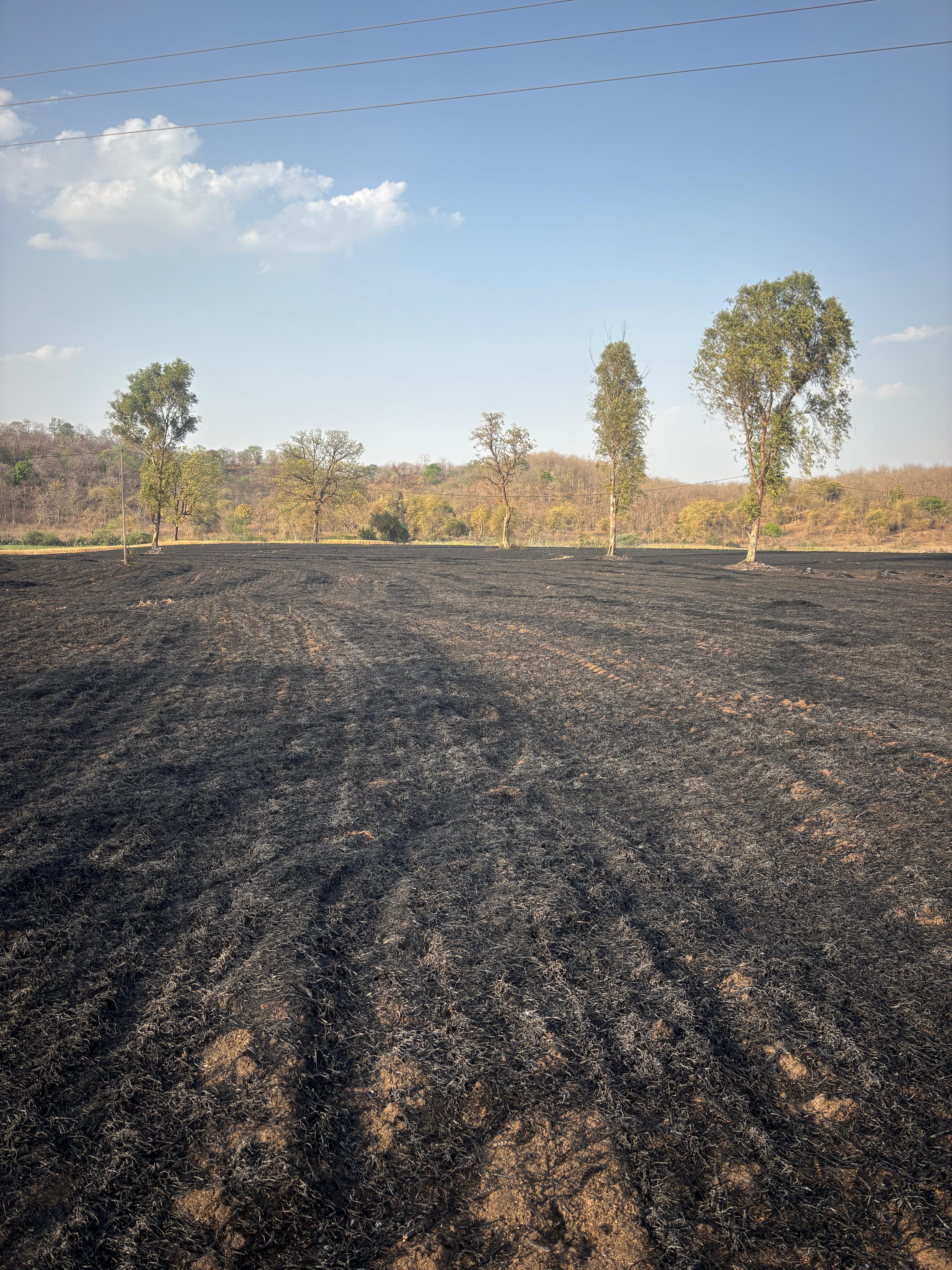 खड़ी फसल में लगी आग,धू धू कर खाक हुई फसल posted by Abhishek Jain from Bargi