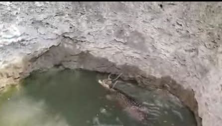 पानी की तलाश में भटकते समय कुएं में गिरा चीतल, ग्रामीणों ने दी सूचना posted by Ravi Soni from Garhakota