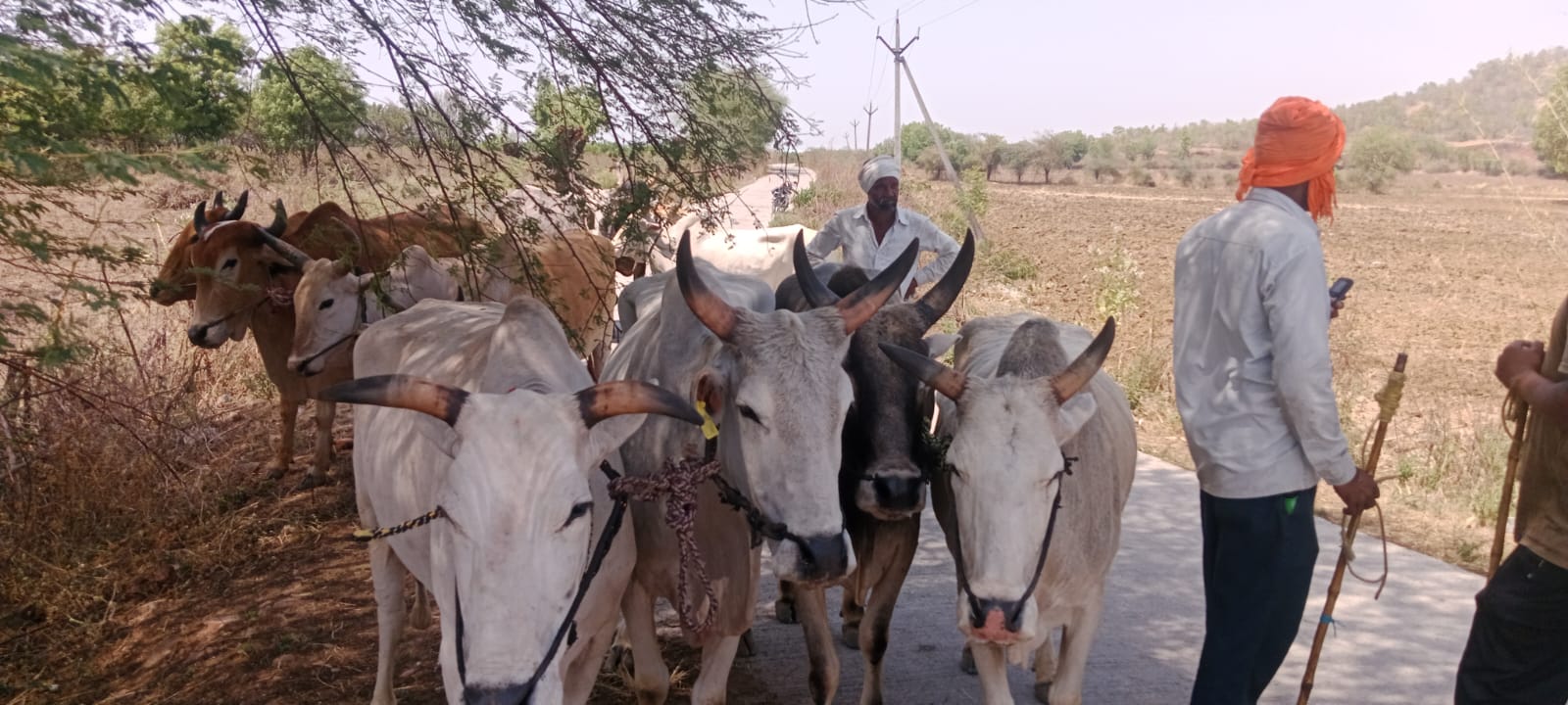 सवर्णी बाजार बना गौ तस्करी का अड्डा.. महाराष्ट्र के दलाल सक्रिय 
