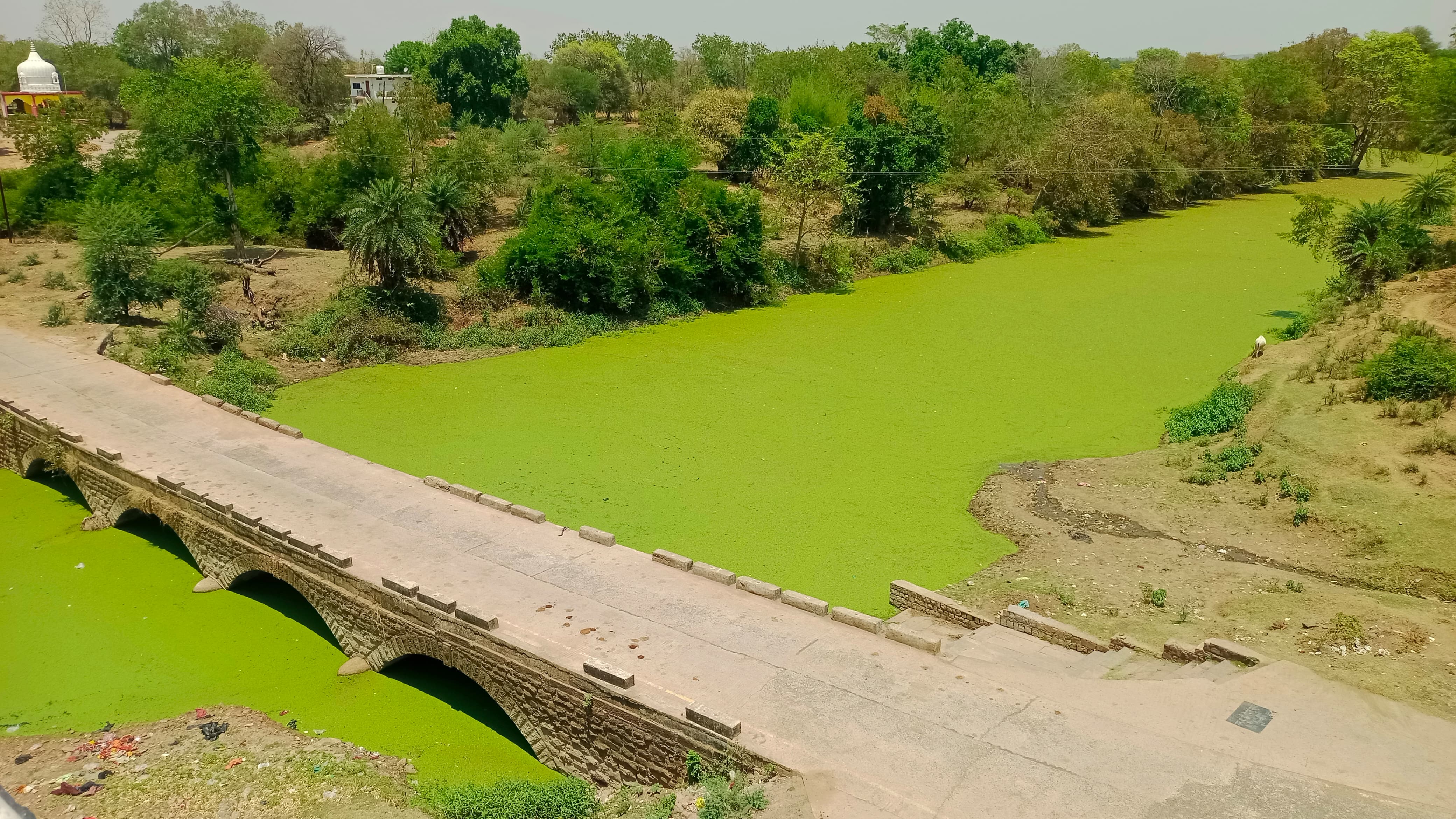 गदेरी नदी के पानी में काई जमी होने से नदी हरे घास के मैदान जैसी दिख रही  posted by Ravi Soni from Garhakota