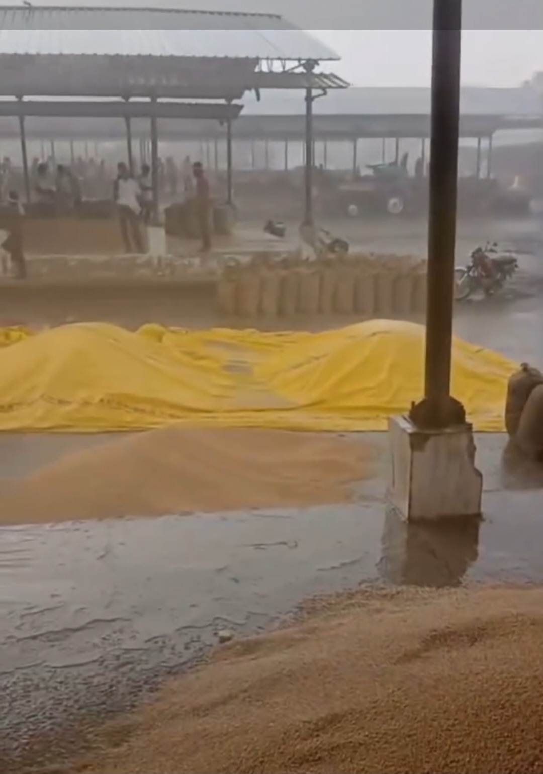 मंडी में बहा किसानों का गेहूं, अन्नदाताओं की मेहनत पर पानी, बेमौसम बारिश का कहर posted by Ravi Soni from Garhakota