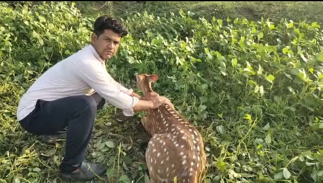 ग्रामीण टीकाराम की सूझबूझ से बची गर्भवती हिरण की जान