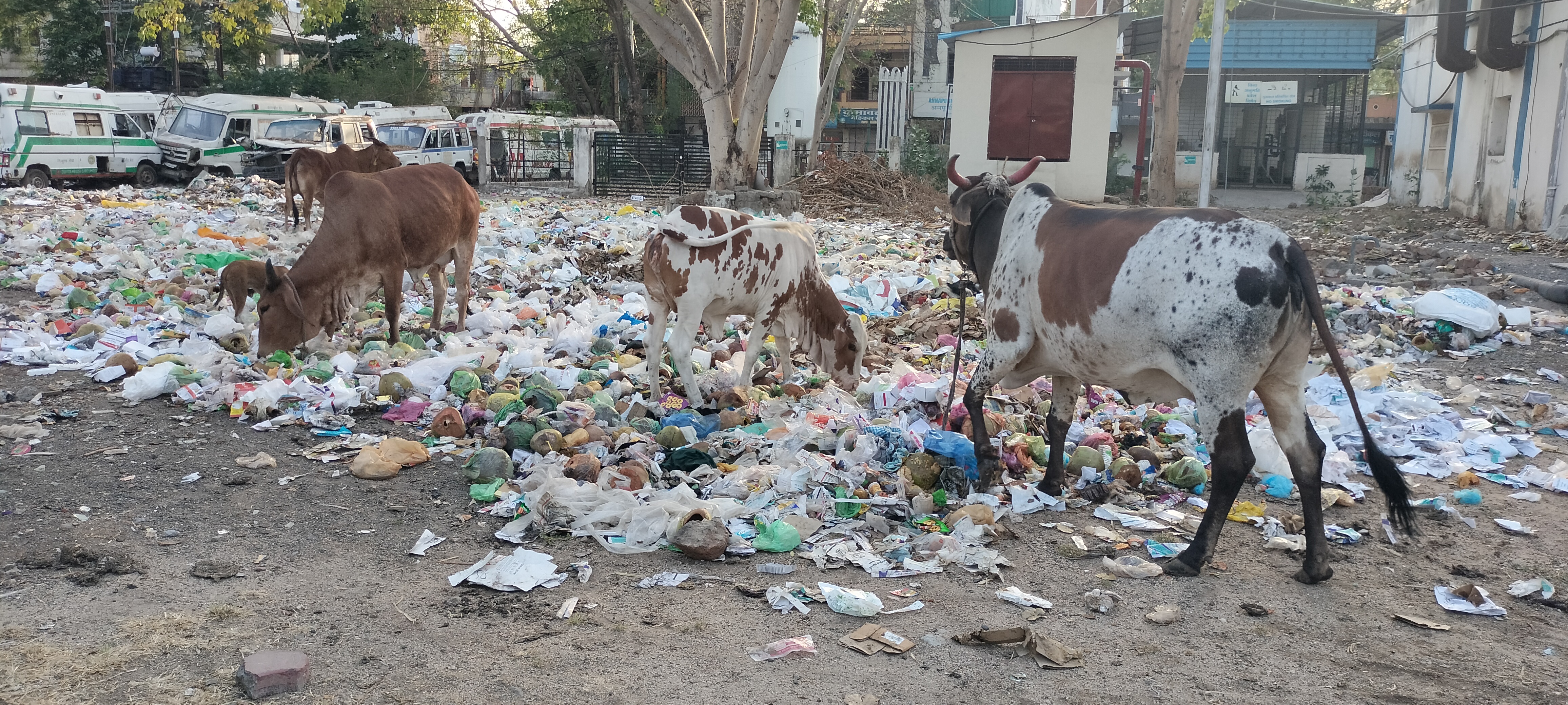 *बड़वानी-परिसर में कचरा अड्ढा, अस्पताल भवन के सामने जल जमाव, व्यवस्था पर उठते सवाल-हाल ए जिला अस्पताल, 