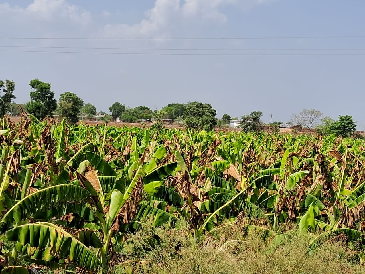 अधिक तापमान ने बड़ाई केला किसानों को चिंता गिरते जल स्तर से हो सकता है भारी नुकसान