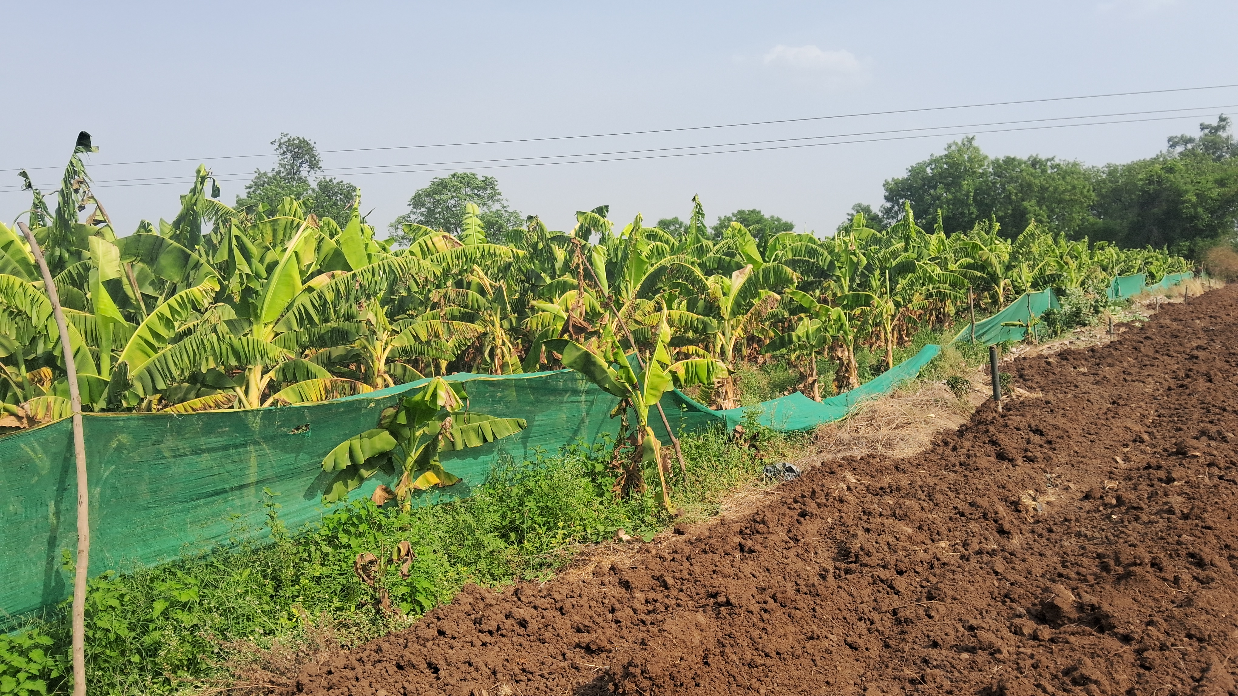 अधिक तापमान ने बड़ाई केला किसानों को चिंता गिरते जल स्तर से हो सकता है भारी नुकसान