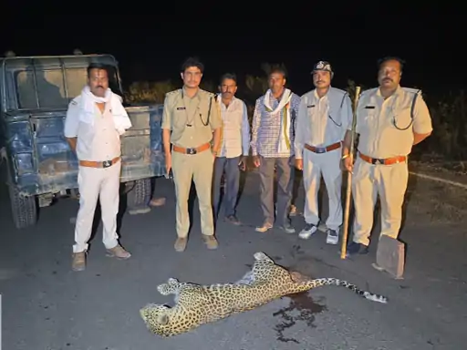 पन्ना जिले में रफ्तार का कहर: हाईवे पर अज्ञात वाहन की टक्कर से तेंदुए की मौत, वन विभाग ने शुरू किया सघन जांच अभियान