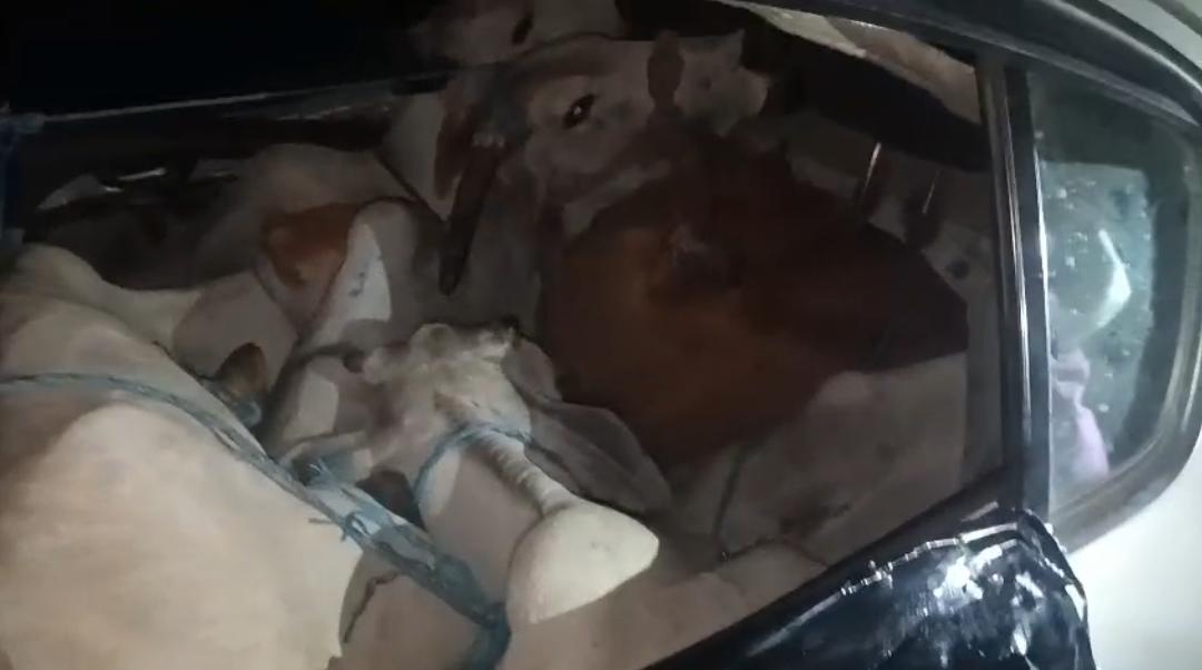 सवरनी–खमारपानी सड़क से खुले आम गौ तस्करी