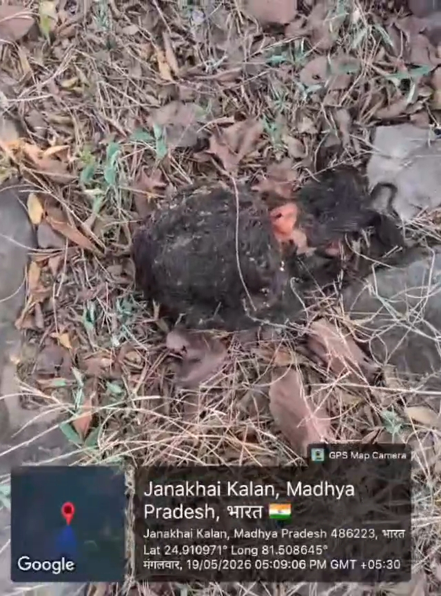 रीवा जिले के जवा थाना क्षेत्र के जंगल में युवक- युवती के दो नरकंकाल मिलने से सनसनी
