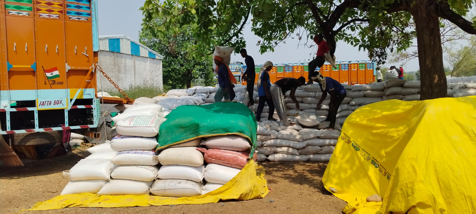 कटनी: समर्थन मूल्य पर गेहूं खरीदी ने तोड़े रिकॉर्ड, 28 प्रतिशत अधिक हुई उपज की बिक्री