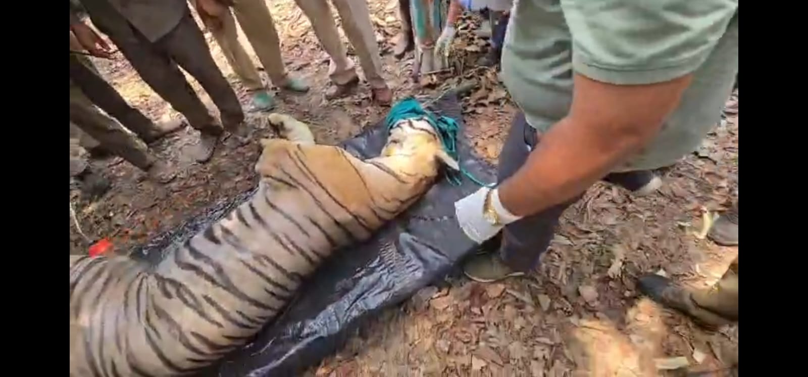 बाघों का स्वास्थ्य परीक्षण कर जंगल में छोड़ा