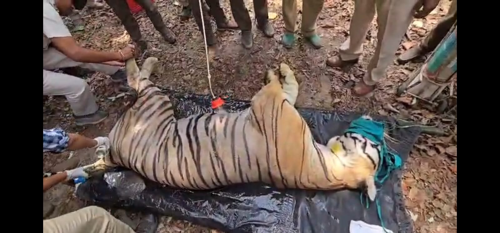 बाघों का स्वास्थ्य परीक्षण कर जंगल में छोड़ा