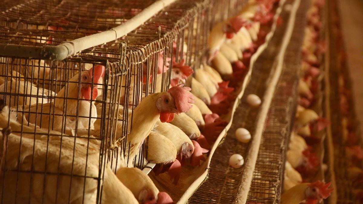 Heatwave Solutions Urged for Chicken Farmers