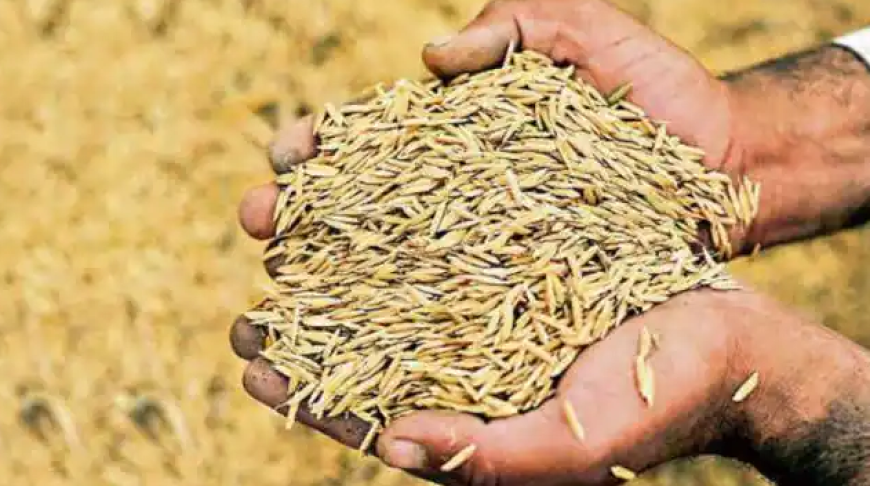 चुनावी साल में छत्तीसगढ़ में केंद्र ने धान का कोटा बढ़ाया, 61 लाख से किया 86 लाख टन