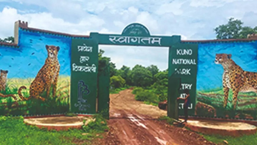 कूनो में चीतों को लेकर  सरकार की क्या तैयारी ?