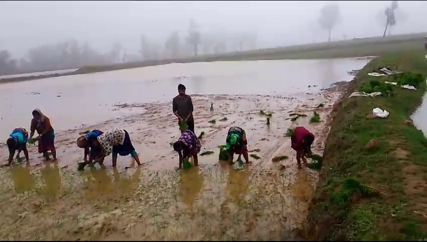 अच्छी बारिश से किसानों के चेहरे खिले...