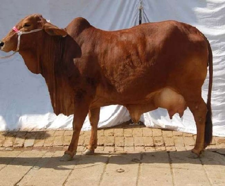 कम दूध दे रही गाय,तो थाने पहुंचा मंदिरा का महंत
