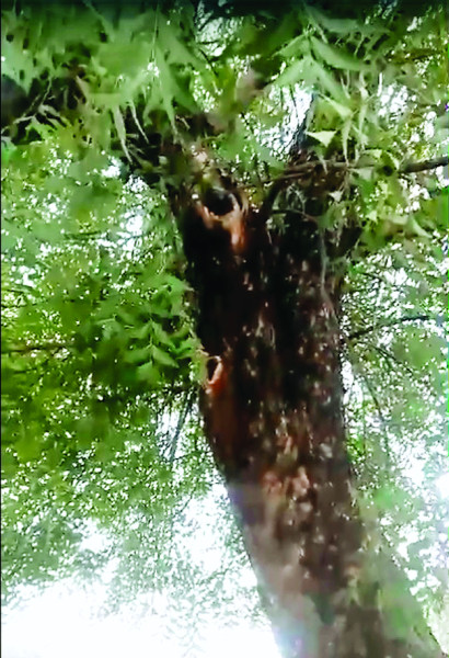 बमोरी क्षेत्र की घटना, बिजली गिरी, गोवंश की मौत